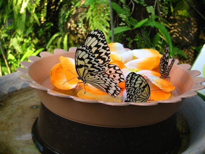 🦋 아다치구 생물원 (아다치쿠 세이부츠엔) 이미지 6